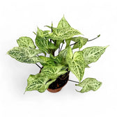Syngonium podophyllum 'Batik' ('Golden venation') potted houseplant in nursery pot on white background, product photo 7.