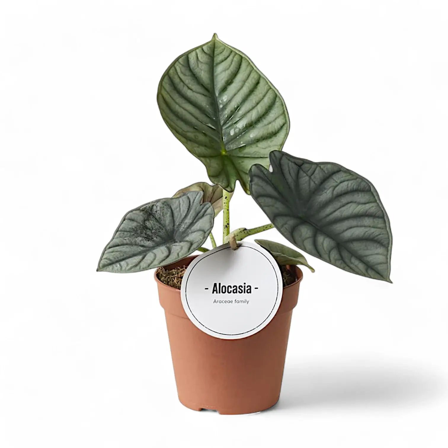 Alocasia nebula 'Silver' ('Black Diamond') – Topfpflanze im Kulturtopf vor weißem Hintergrund, Produktfoto 6.