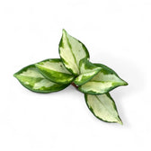 Hoya carnosa 'Tricolor' – Topfpflanze im Kulturtopf vor weißem Hintergrund, Produktfoto 4.