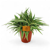 Chlorophytum comosum 'Ocean' potted houseplant in nursery pot on white background, product photo 5.