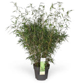 Fargesia 'Rufa' potted houseplant in nursery pot on white background, product photo 12.