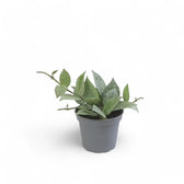 Hoya krohniana 'Super Silver' potted houseplant in nursery pot on white background, product photo 3.