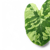 Caladium 'Frog in a Blender' leaf close-up on white background.