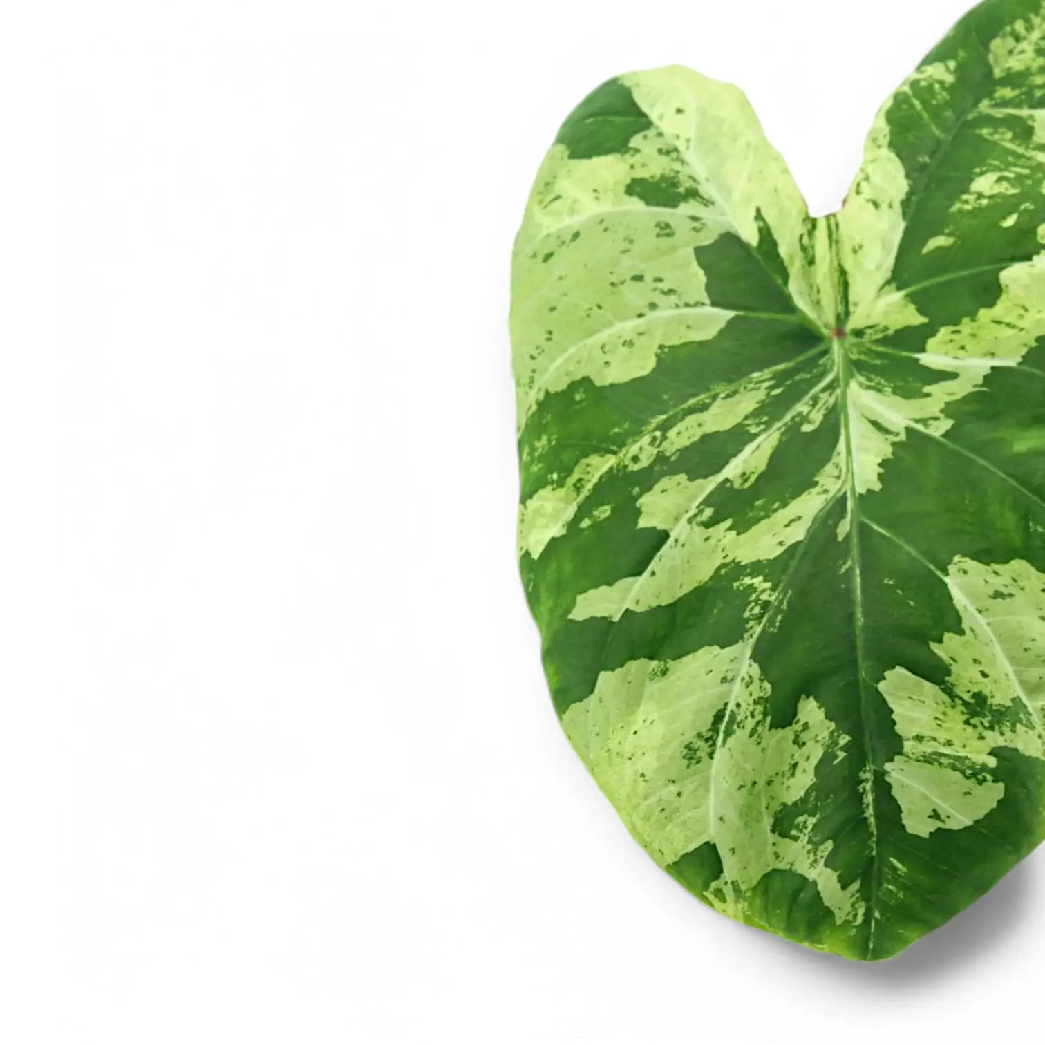 Caladium 'Frog in a Blender' leaf close-up on white background.