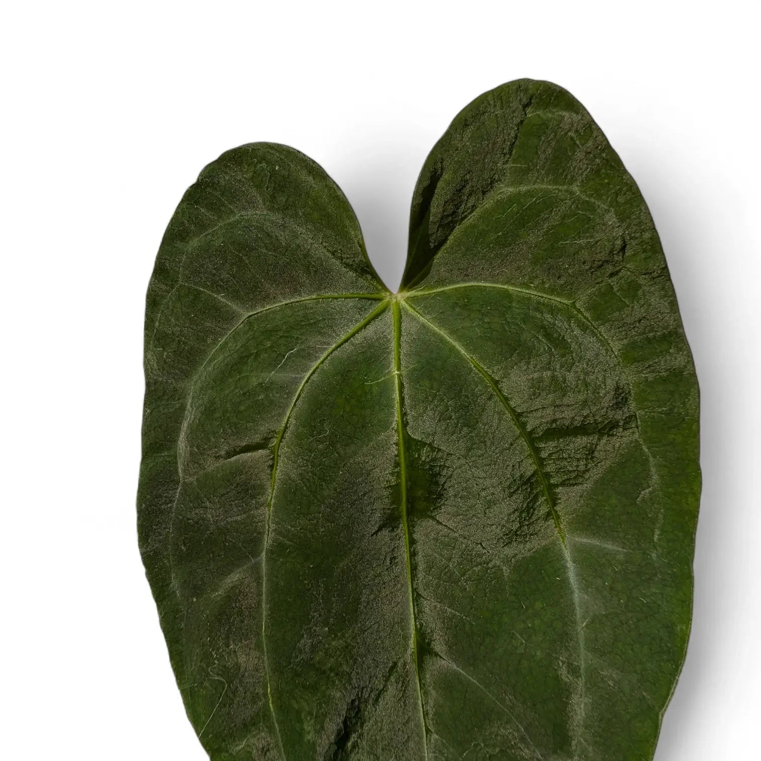 Nahaufnahme eines Blatts von Anthurium 'Dark Phoenix' vor weißem Hintergrund.