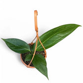 Anthurium 'Big Bill' (A. pendulifolium x cubense) – Topfpflanze im Kulturtopf vor weißem Hintergrund, Produktfoto 6.