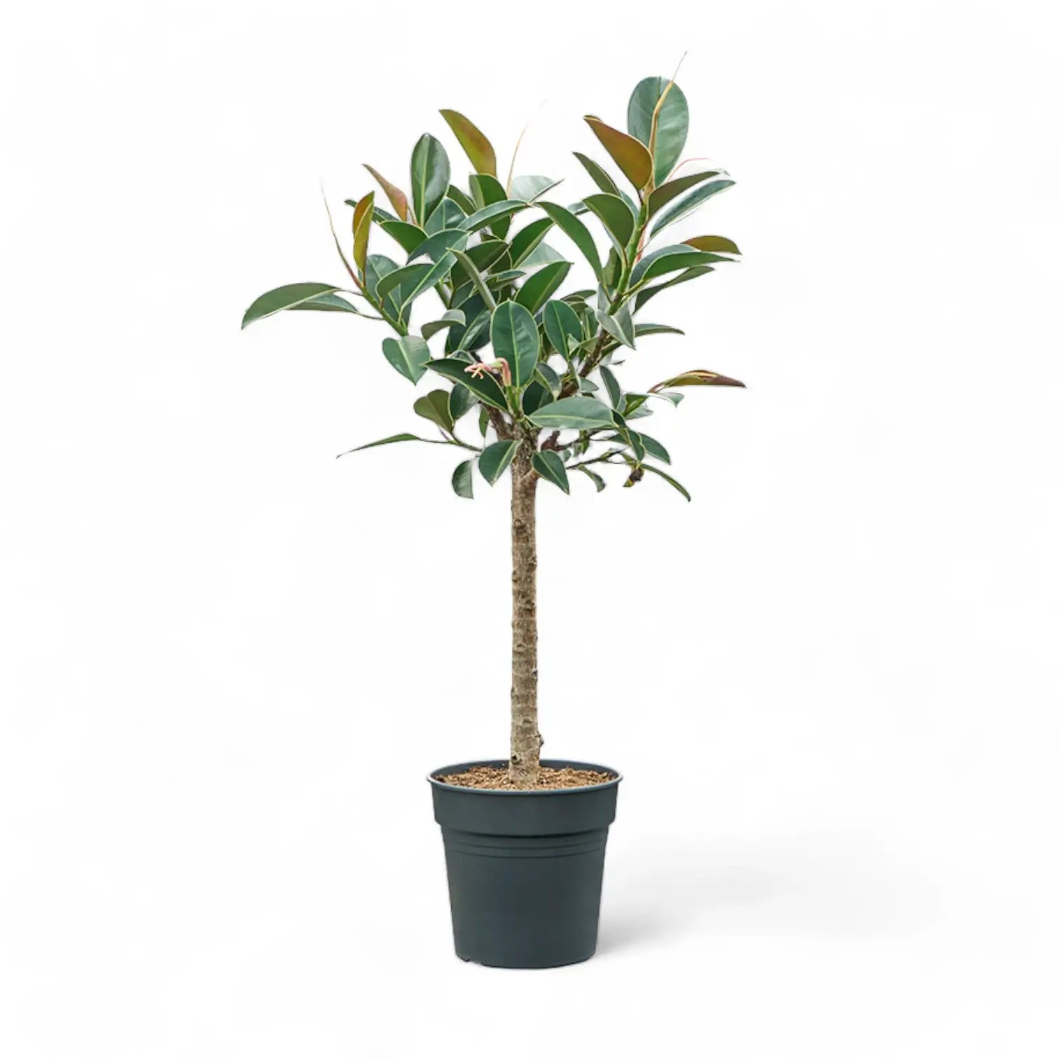 Ficus elastica 'Melany' – Topfpflanze im Kulturtopf vor weißem Hintergrund, Produktfoto 4.