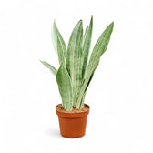 Dracaena (Sansevieria) trifasciata 'Metallica' – Topfpflanze im Kulturtopf vor weißem Hintergrund, Produktfoto 2.