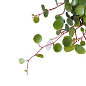 Nahaufnahme eines Blatts von Peperomia 'Pepperspot' vor weißem Hintergrund.