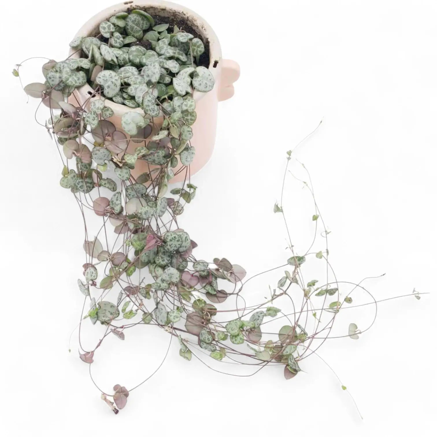 Ceropegia woodii potted houseplant in nursery pot on white background, product photo 9.