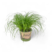 Cyperus alternifolius ‘Zumula’ (Cat Grass) potted houseplant in nursery pot on white background, product photo 6.