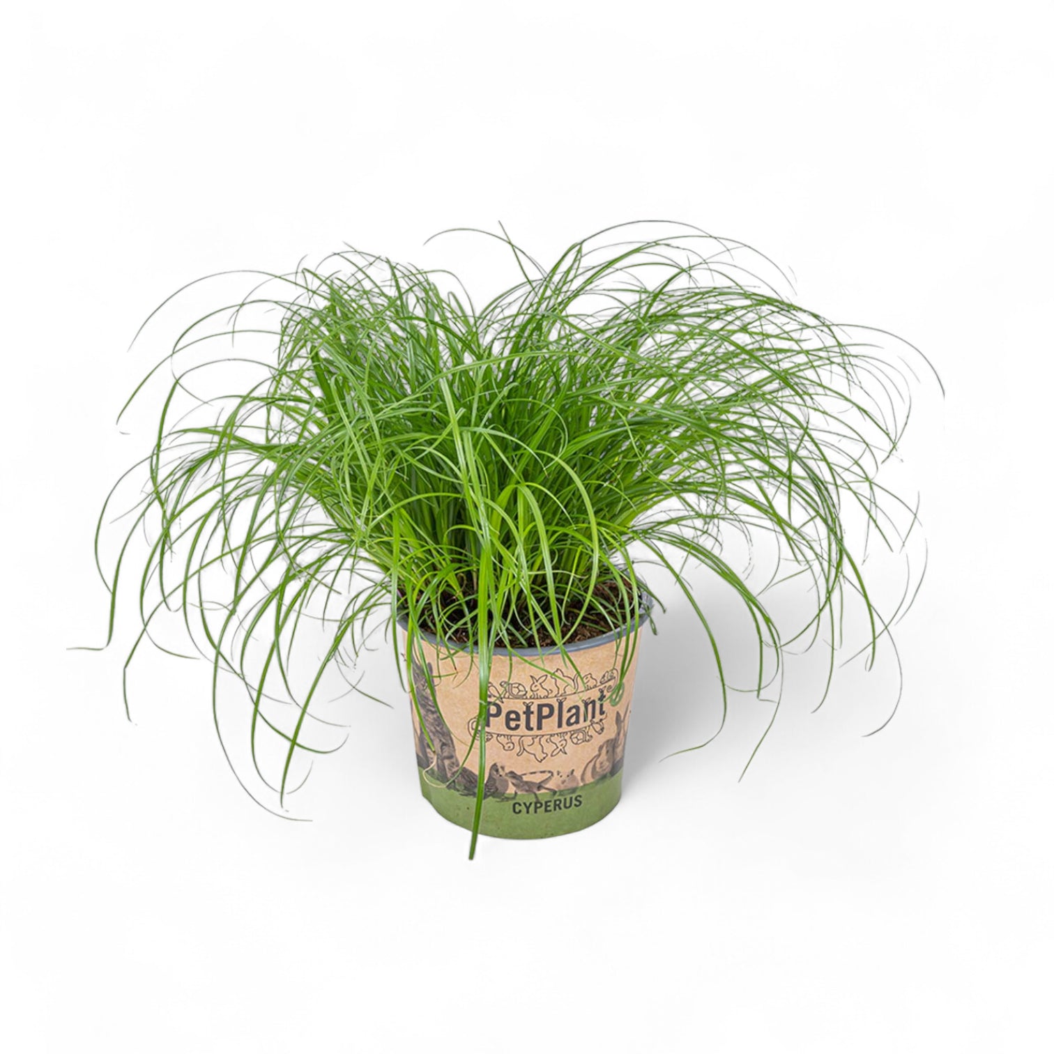 Cyperus alternifolius ‘Zumula’ (Cat Grass) potted houseplant in nursery pot on white background, product photo 6.