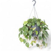 Philodendron hederaceum var. oxycardium (Philodendron scandens) – Topfpflanze im Kulturtopf vor weißem Hintergrund, Produktfoto 10.