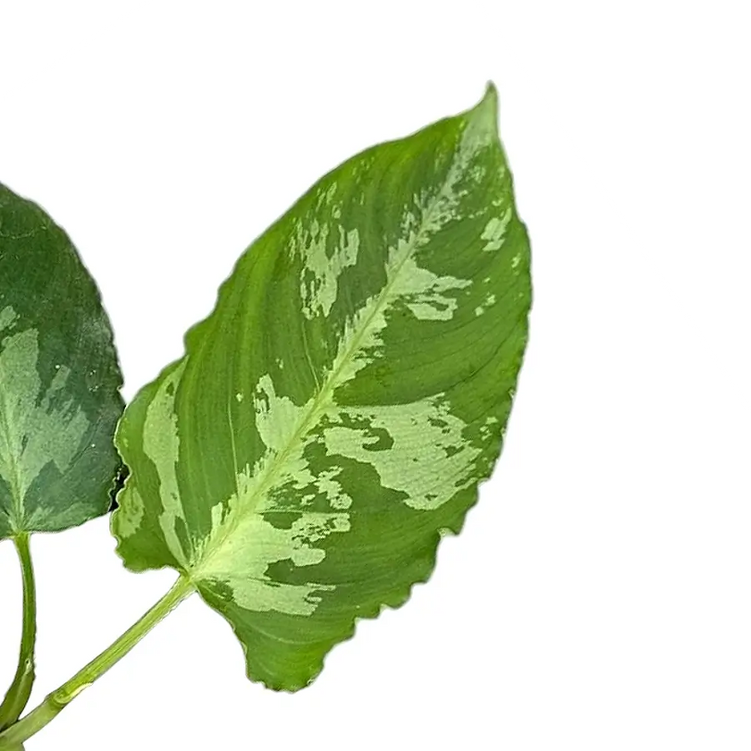 Schismatoglottis pusilla leaf close-up on white background.