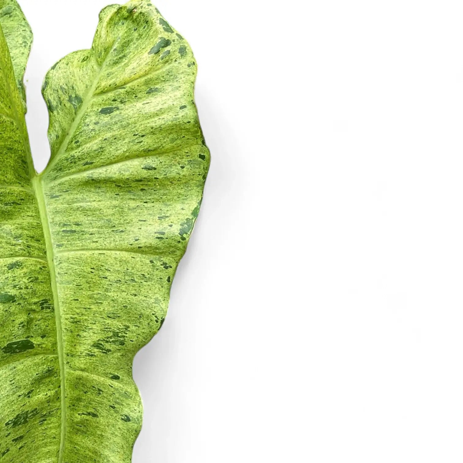 Nahaufnahme eines Blatts von Philodendron 'Paraiso verde' vor weißem Hintergrund.