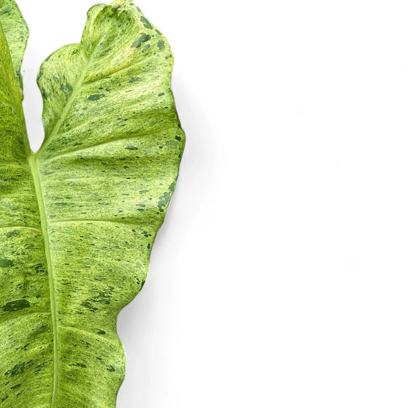 Nahaufnahme eines Blatts von Philodendron 'Paraiso verde' vor weißem Hintergrund.