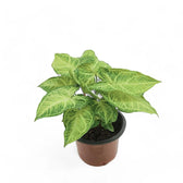Syngonium podophyllum 'Batik' ('Golden venation') potted houseplant in nursery pot on white background, product photo 6.
