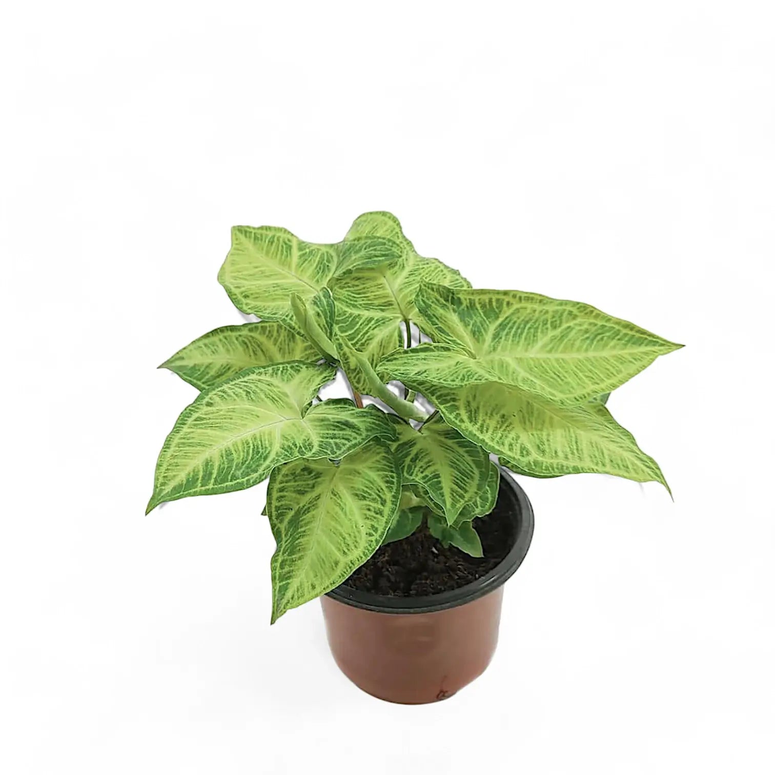 Syngonium podophyllum 'Batik' ('Golden venation') potted houseplant in nursery pot on white background, product photo 6.