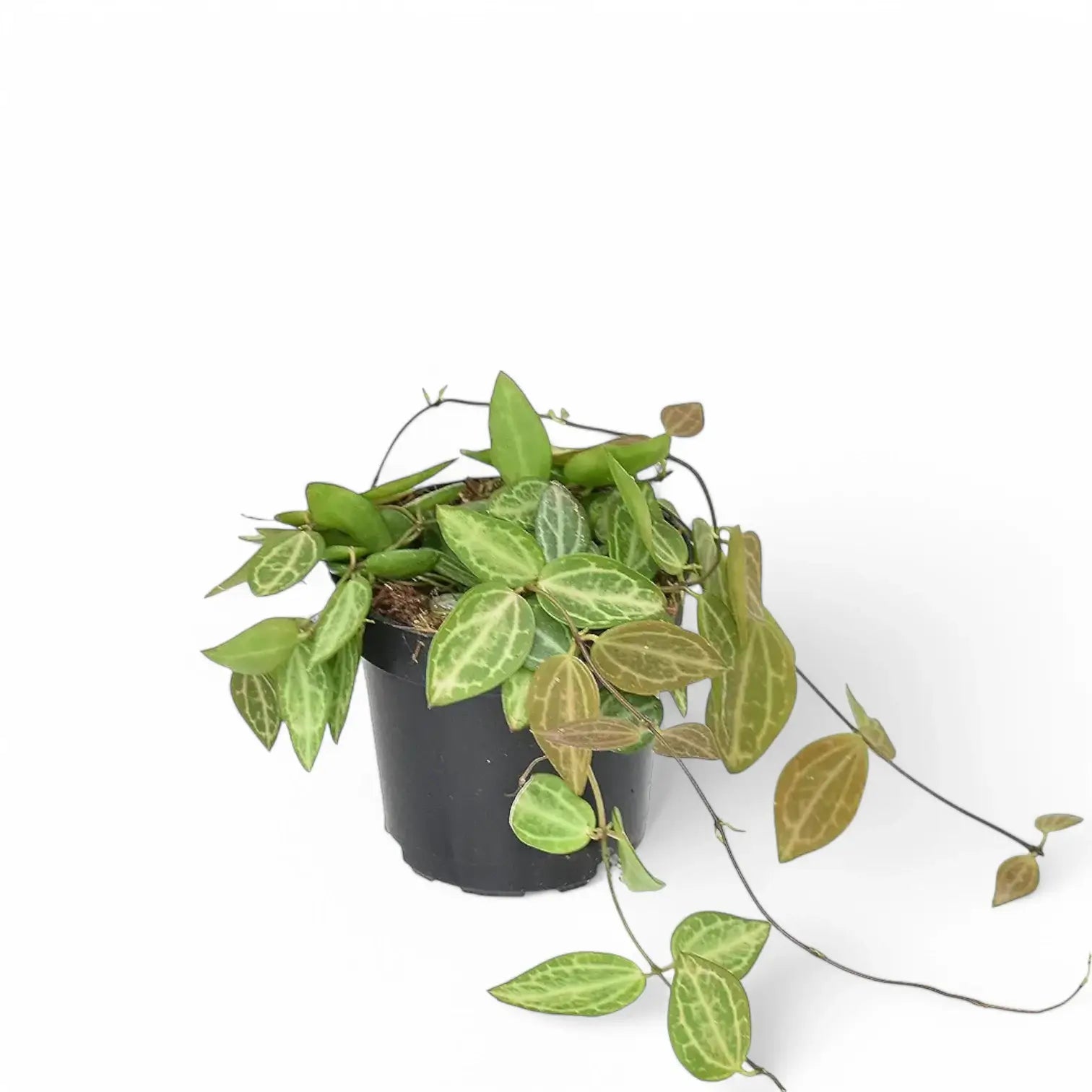 Dischidia ovata 'Melon' potted houseplant in nursery pot on white background, product photo 6.