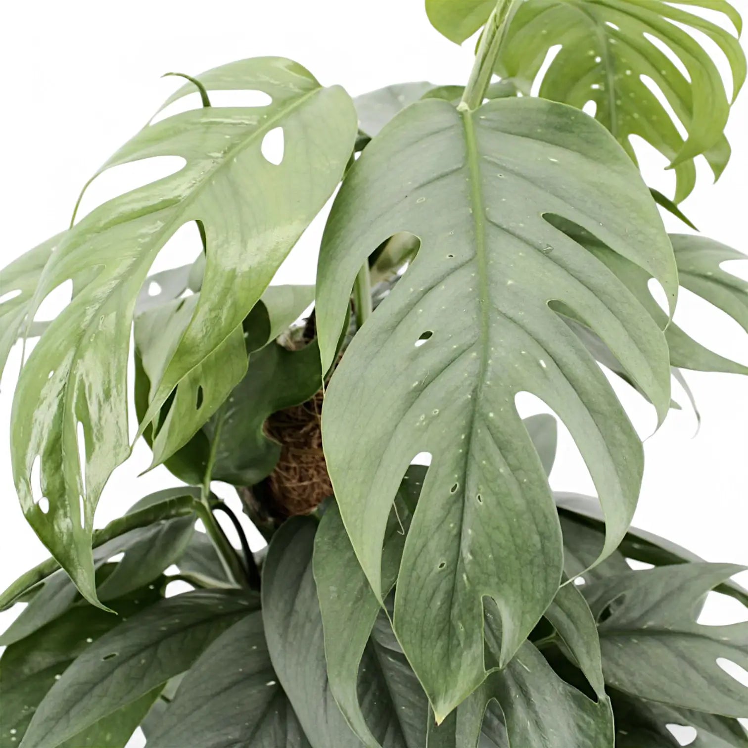 Epipremnum pinnatum 'Cebu Blue' – Topfpflanze im Kulturtopf vor weißem Hintergrund, Produktfoto 12.