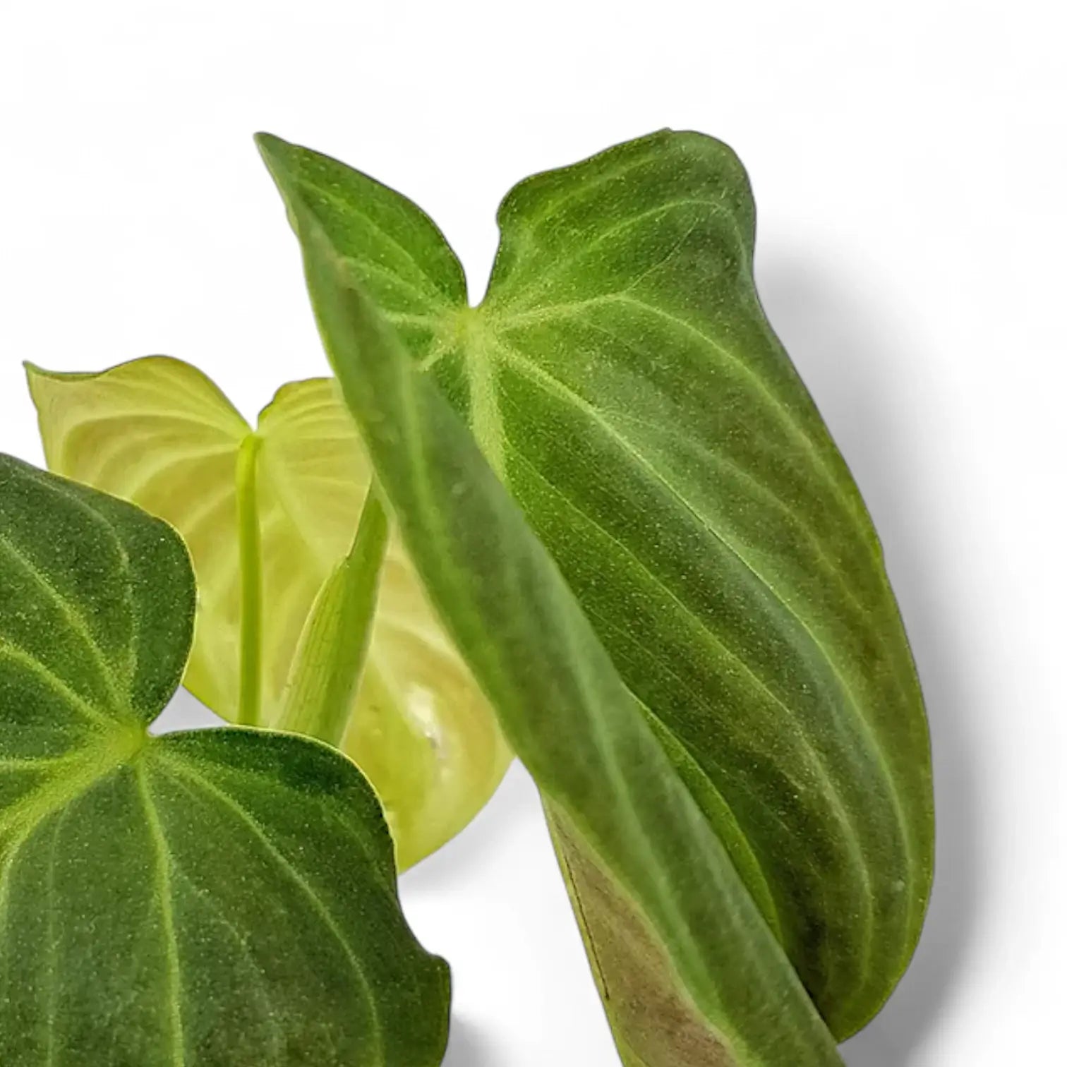 Philodendron 'Splendid' (verrucosum x melanochrysum) potted houseplant in nursery pot on white background, product photo 12.