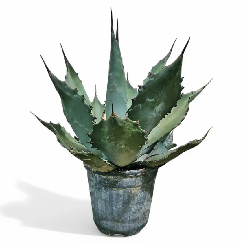 Agave salmiana var. ferox potted houseplant in nursery pot on white background, product photo 2.