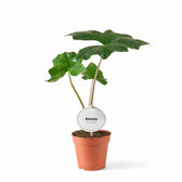 Alocasia nycteris 'Batwing' – Topfpflanze im Kulturtopf vor weißem Hintergrund, Produktfoto 11.