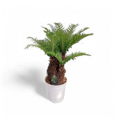 Oceaniopteris gibba – Zimmerpflanze im Kulturtopf auf weißem Hintergrund, Produktfoto 6.