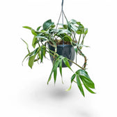 Rhaphidophora decursiva 'Dragon Tail' potted houseplant in nursery pot on white background, product photo 4.