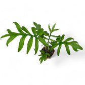 Alocasia brancifolia 'Pink Passion' potted houseplant in nursery pot on white background, product photo 9.