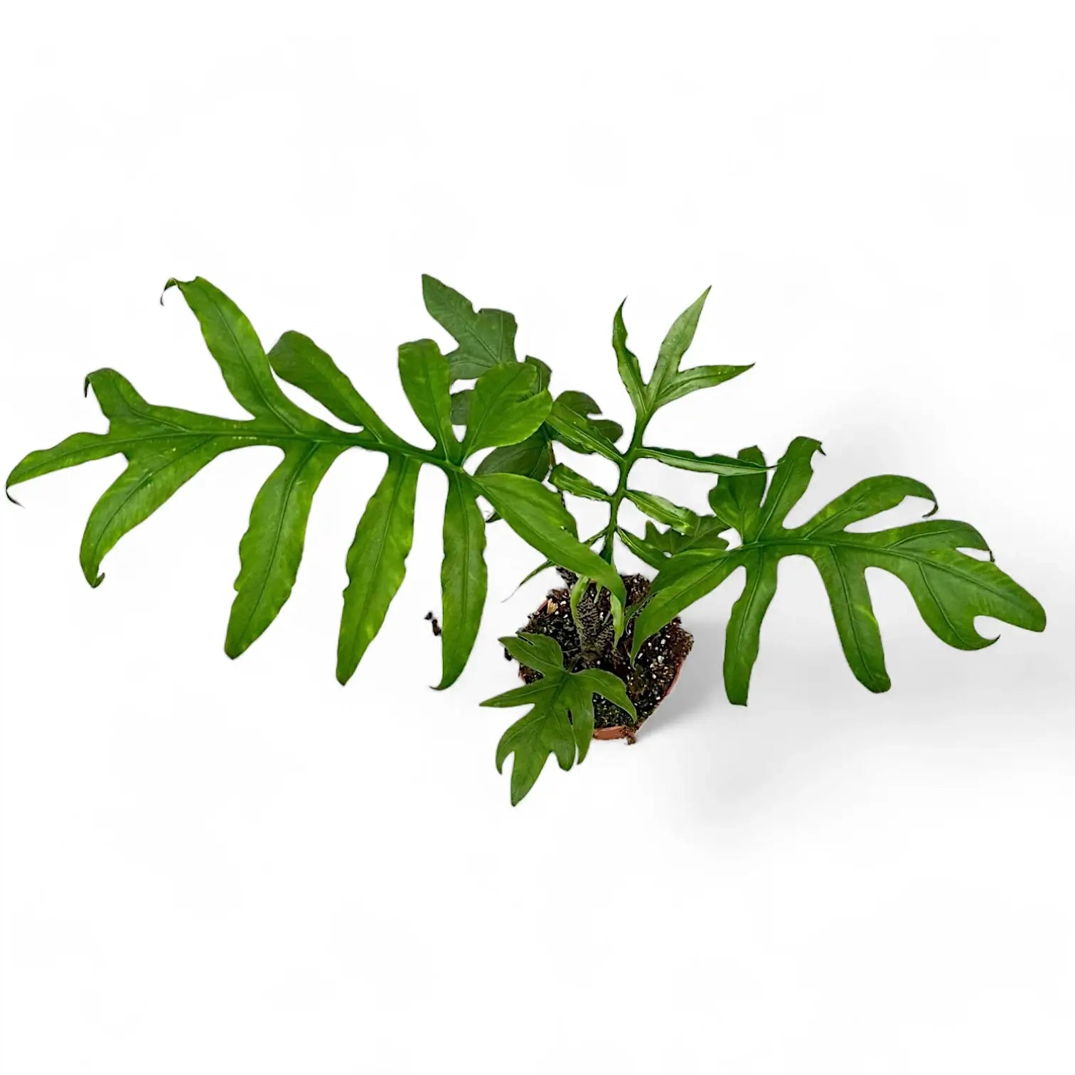 Alocasia brancifolia 'Pink Passion' potted houseplant in nursery pot on white background, product photo 9.