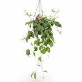 Aeschynanthus longicaulis (marmoratus) – Zimmerpflanze im Kulturtopf auf weißem Hintergrund, Produktfoto 2.