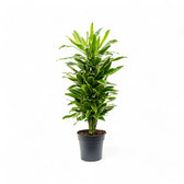 Dracaena fragrans 'Golden Coast' potted houseplant in nursery pot on white background, product photo 4.