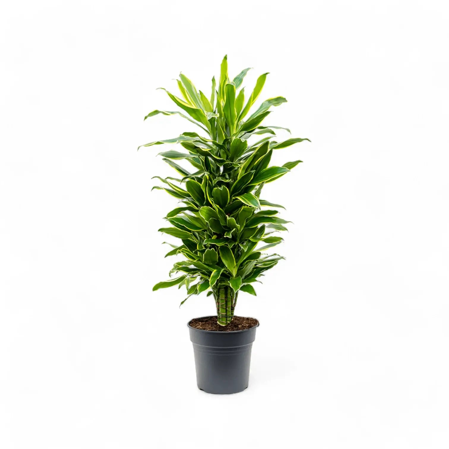 Dracaena fragrans 'Golden Coast' potted houseplant in nursery pot on white background, product photo 4.