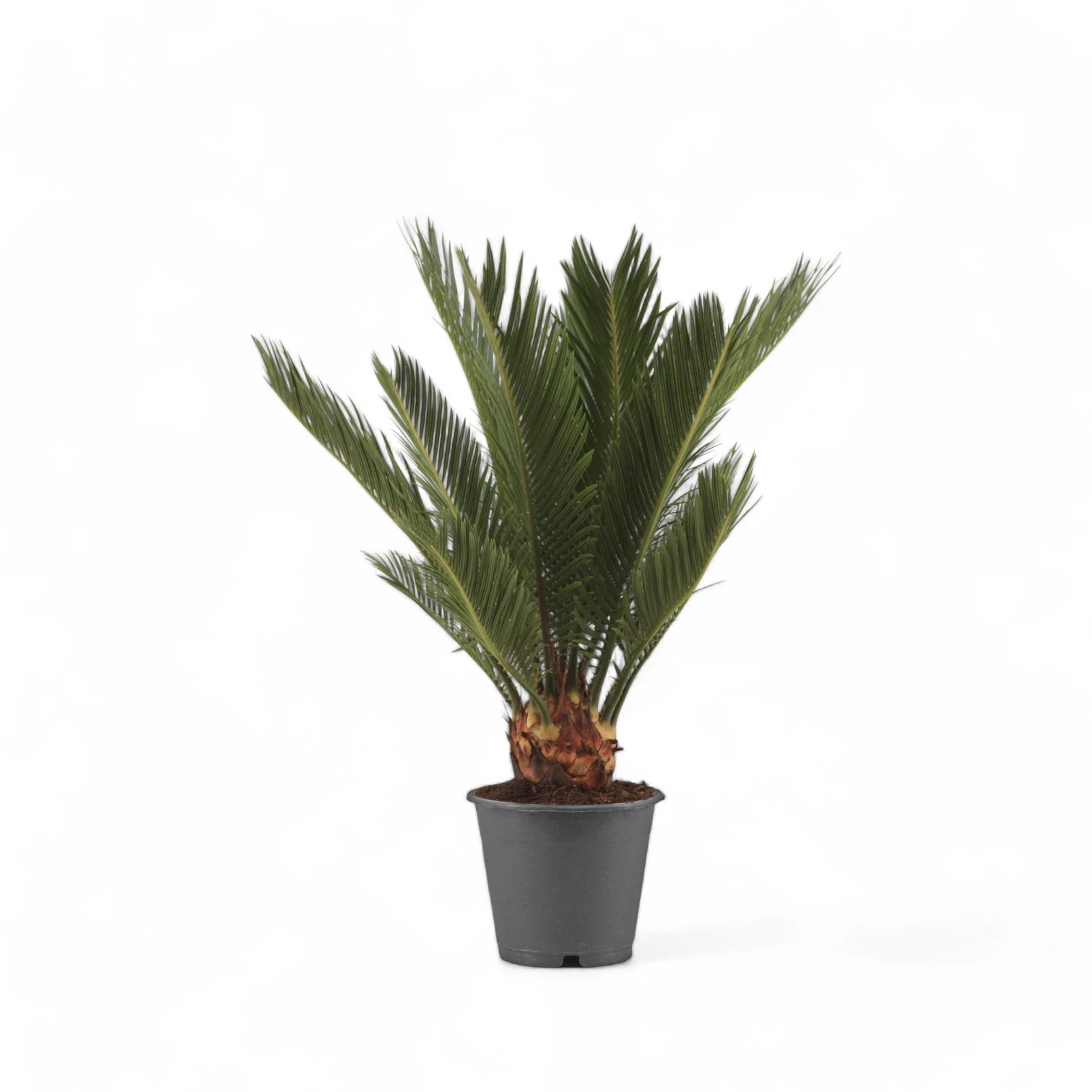 Cycas revoluta – Topfpflanze im Kulturtopf vor weißem Hintergrund, Produktfoto 7.