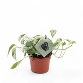 Epipremnum pinnatum variegata 'Marble' potted houseplant in nursery pot on white background, product photo 3.