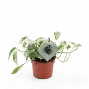 Epipremnum pinnatum variegata 'Marble' potted houseplant in nursery pot on white background, product photo 3.
