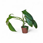 Philodendron 'Glad hands' (quercifolium) – Zimmerpflanze im Kulturtopf auf weißem Hintergrund, Produktfoto 3.