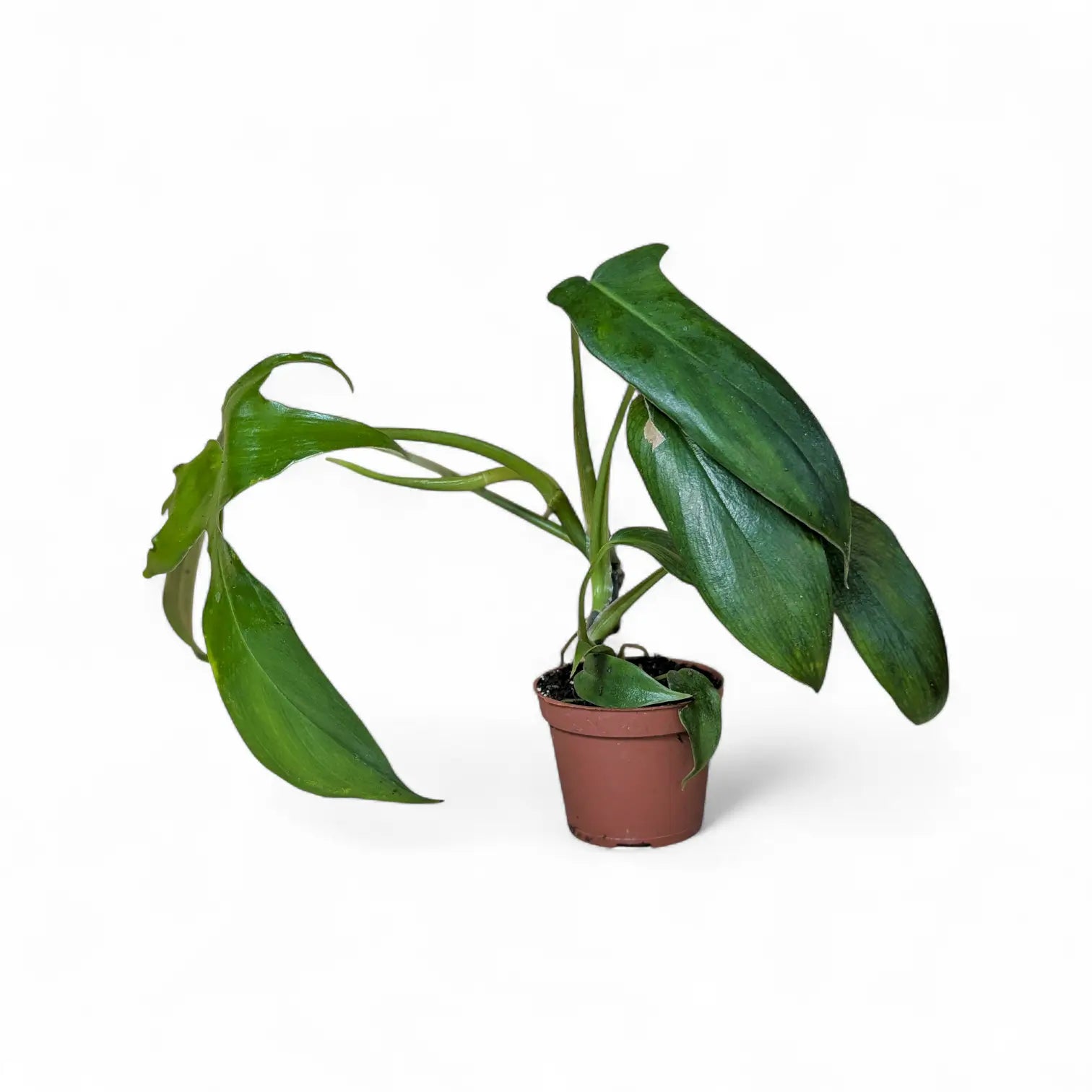 Philodendron 'Glad hands' (quercifolium) – Zimmerpflanze im Kulturtopf auf weißem Hintergrund, Produktfoto 3.