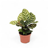 Goeppertia (Calathea) makoyana – Topfpflanze im Kulturtopf vor weißem Hintergrund, Produktfoto 6.