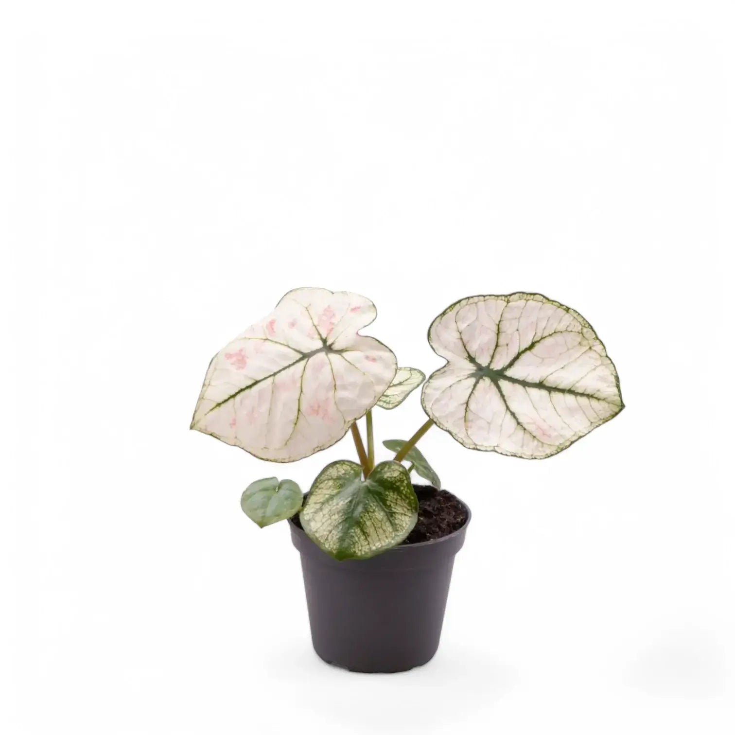 Caladium 'Kelly' potted houseplant in nursery pot on white background, product photo 2.