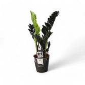 Zamioculcas zamiifolia 'Raven' potted houseplant in nursery pot on white background, product photo 2.