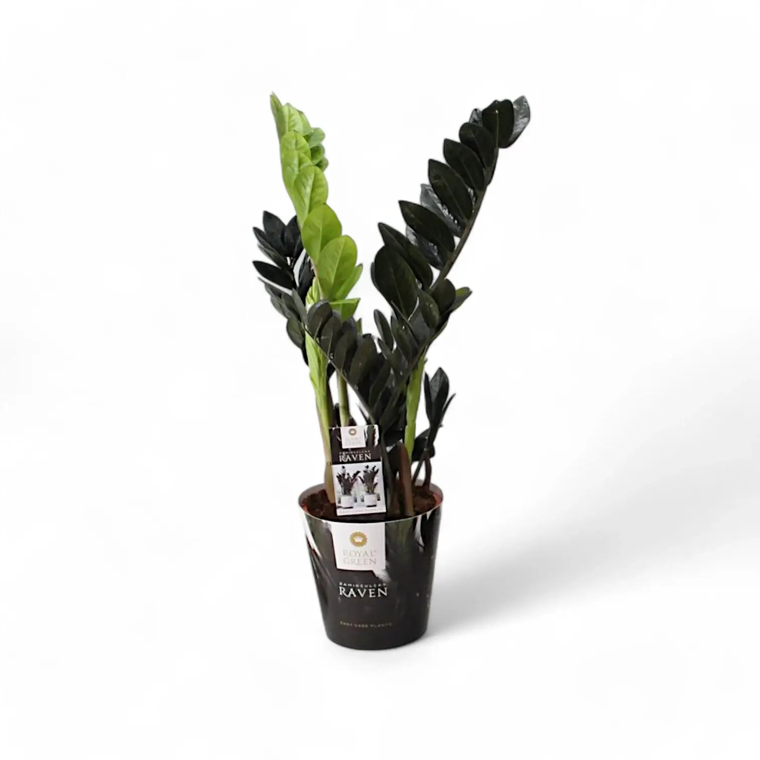 Zamioculcas zamiifolia 'Raven' potted houseplant in nursery pot on white background, product photo 2.