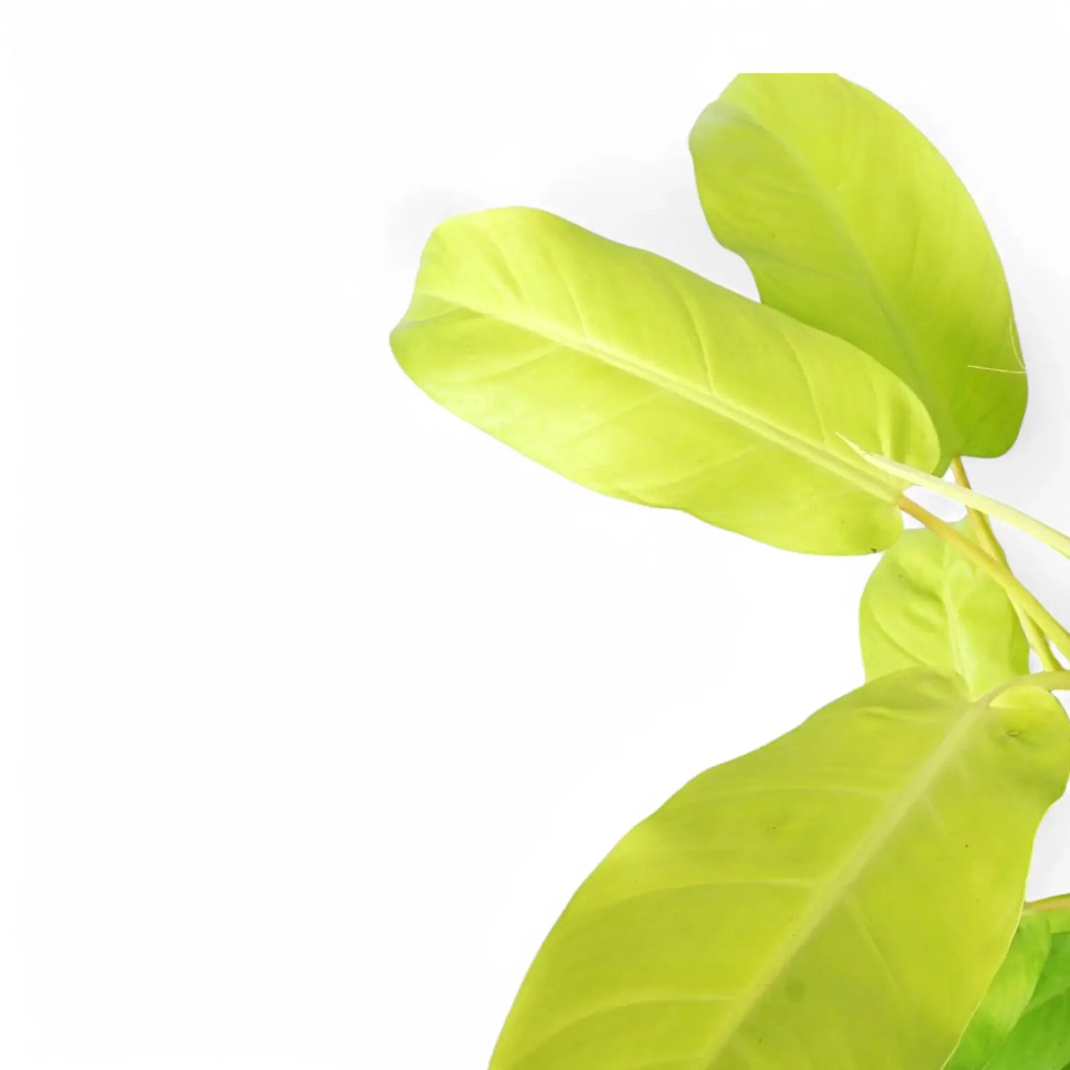 Philodendron 'Malay Gold' leaf close-up on white background.