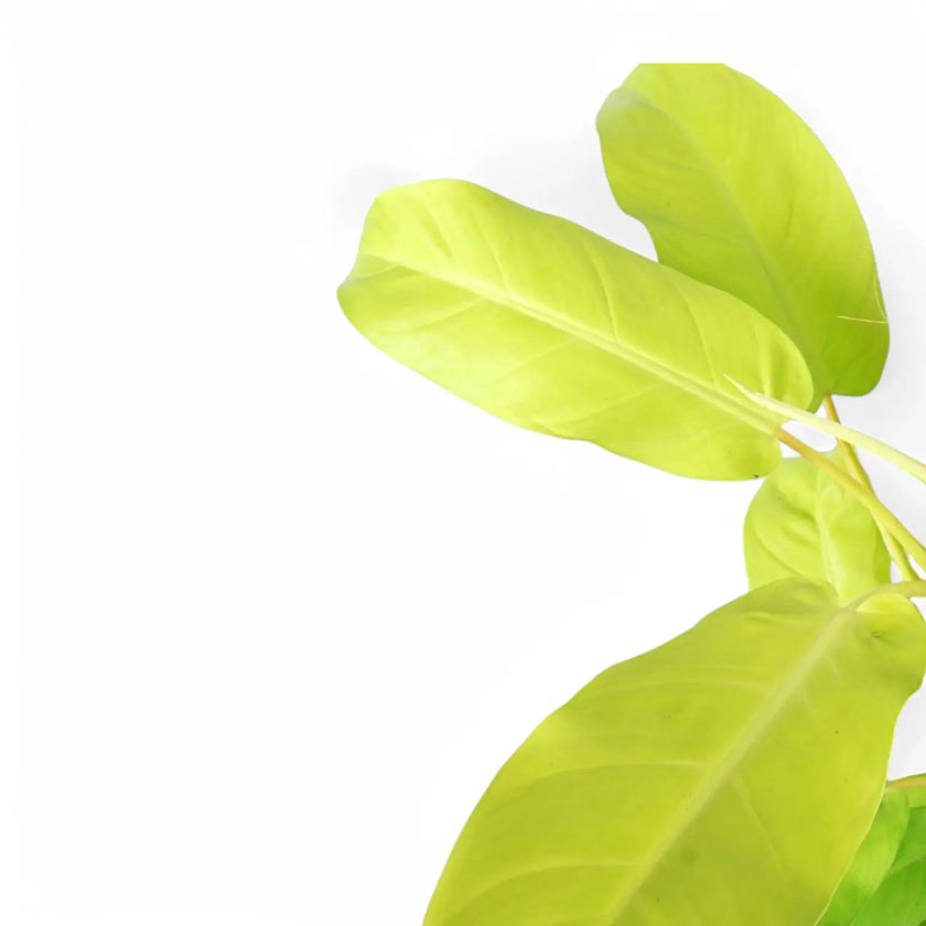 Philodendron 'Malay Gold' leaf close-up on white background.