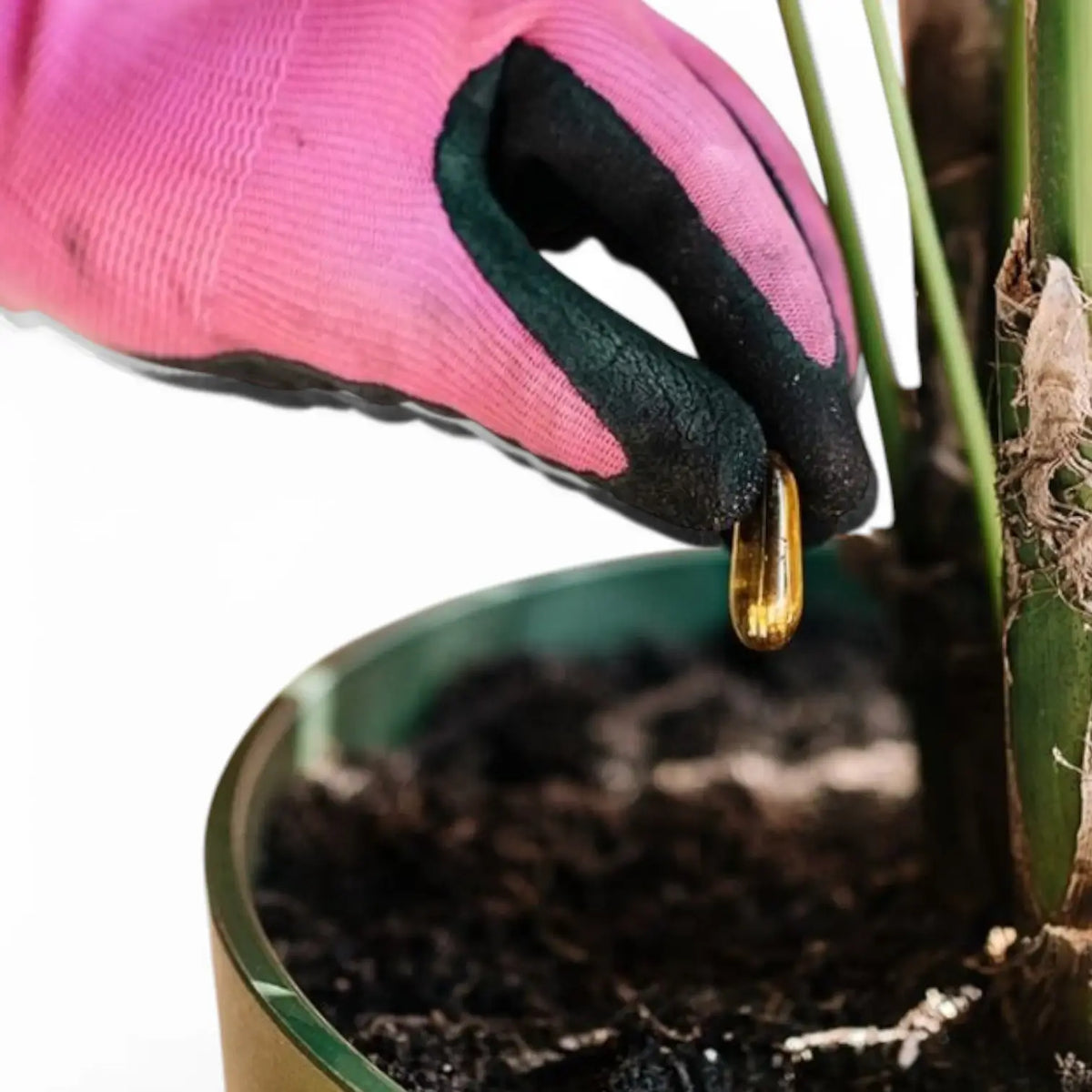 Pokon Bio Pflanzenkur-Kapseln vor weißem Hintergrund, Produktfoto 4.