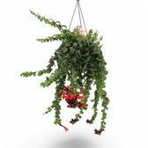 Aeschynanthus 'Rasta' – Zimmerpflanze im Kulturtopf auf weißem Hintergrund, Produktfoto 6.