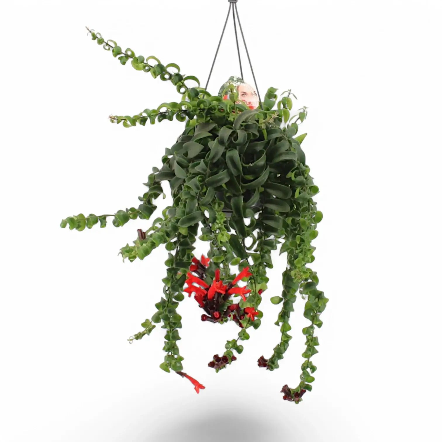 Aeschynanthus 'Rasta' – Zimmerpflanze im Kulturtopf auf weißem Hintergrund, Produktfoto 6.