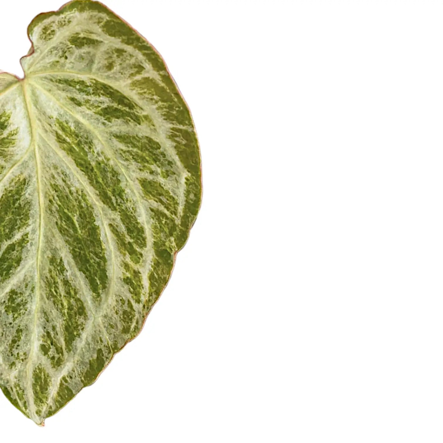 Nahaufnahme eines Blatts von Anthurium 'Silver blush Mint' vor weißem Hintergrund.