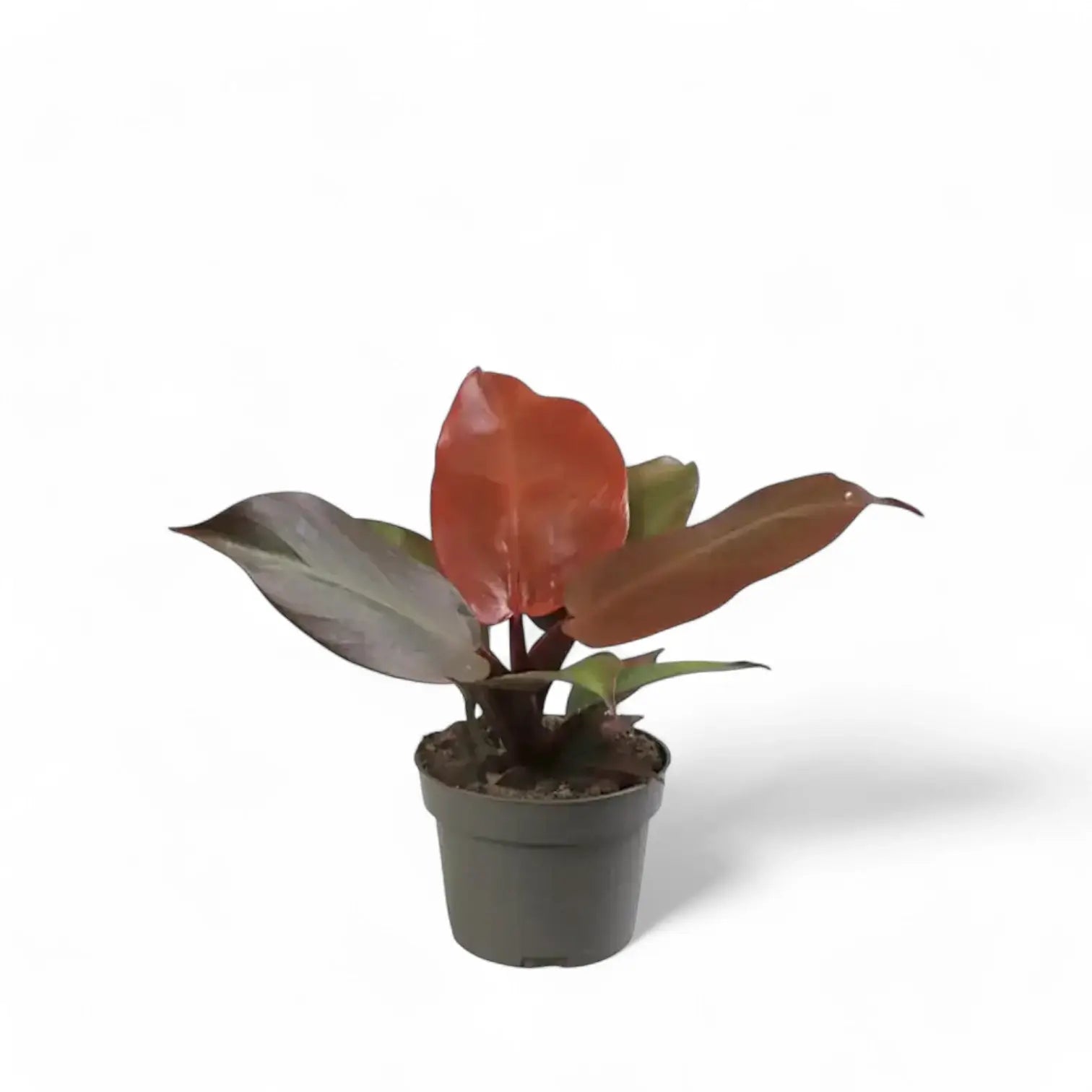 Philodendron 'McColley's Finale' – Zimmerpflanze im Kulturtopf auf weißem Hintergrund, Produktfoto 4.